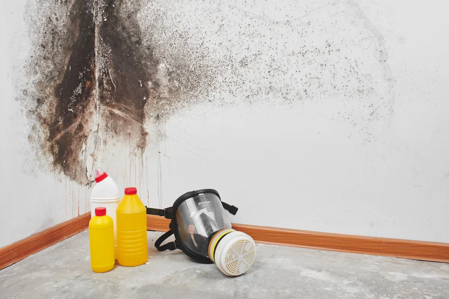How Handymen Tackle Mold Removal In Residential Spaces Rockville, MD