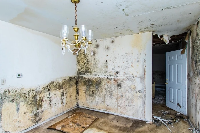 Mold Inspection