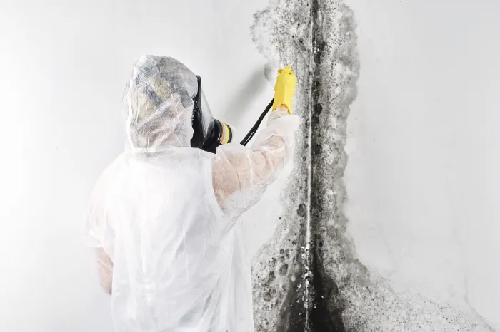 Mold Remediation Services